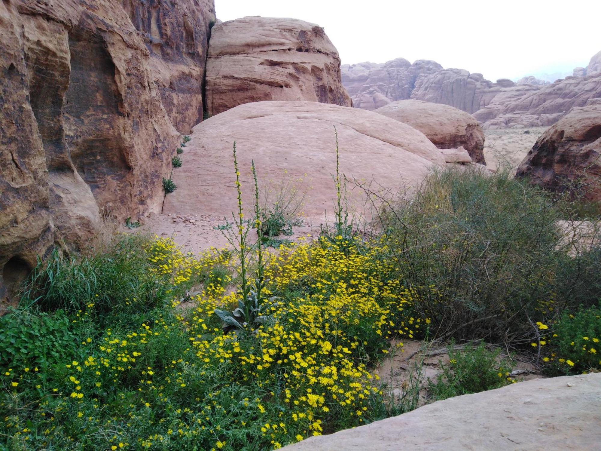 Welcome To Wadi Rum Camp Hotel Bagian luar foto